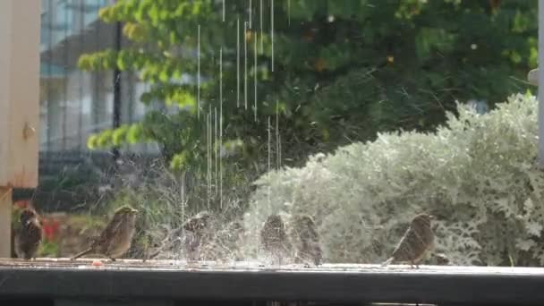 Grupo de pequenos pássaros pardais tomando banho de verão em 4k — Vídeo de Stock