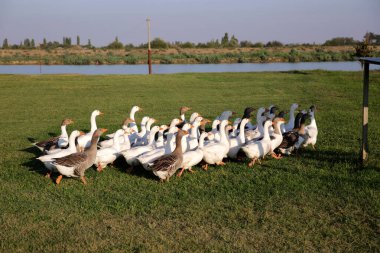 Bir grup ördek çimlerin üzerinde nehir kenarında yürüyor.