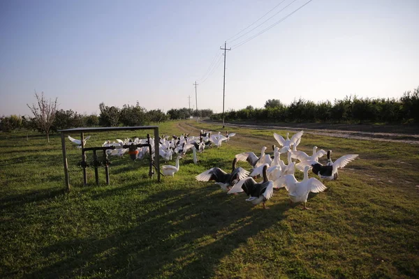 Grupo de cisnes corren en el terreno de juego — Foto de Stock