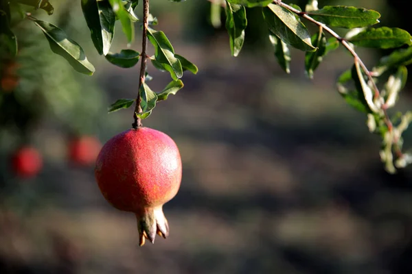 Fresh pomegranate on the tree _ — Zdjęcie stockowe
