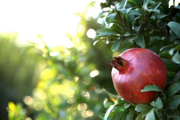 Fresh pomegranate on the tree ___ — Zdjęcie stockowe