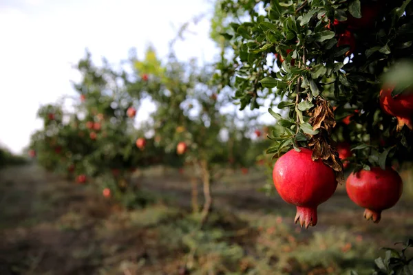 Fresh pomegranate on the tree __ — Zdjęcie stockowe