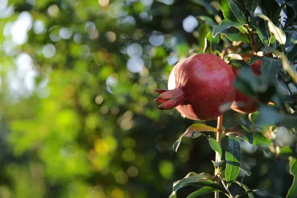 Fresh pomegranate on the tree ____ — Zdjęcie stockowe