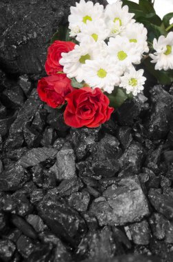 Kırmızı gül papatyalar arka plan kömür