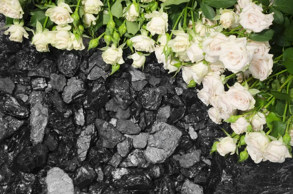 Coal white roses — Stock Photo, Image