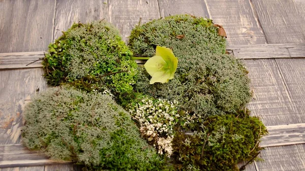 Grön hellebore på texturerad mossa och trä grå bakgrund. mossa blommor hellebore — Stockfoto