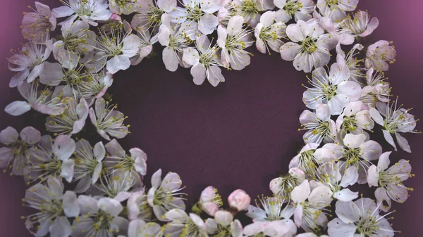 Delicate Spring Flowers Dark Background Banner — Stock Photo, Image