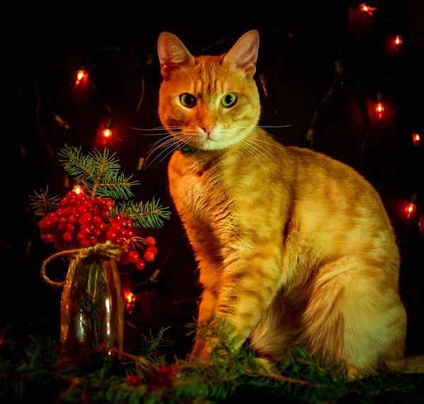 Röd Katt Sitter Mörk Bakgrund Med Ljus — Stockfoto