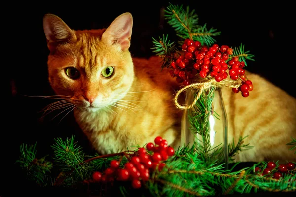 Červená Kočka Sedí Tmavém Pozadí Světly — Stock fotografie