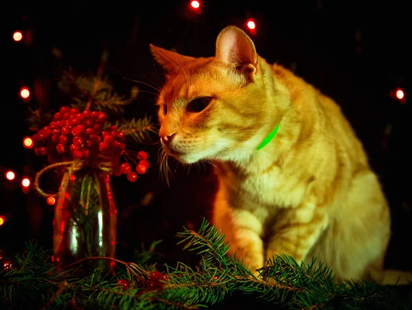 Červená Kočka Sedí Tmavém Pozadí Světly — Stock fotografie