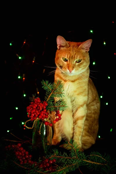 Gato Rojo Sentado Sobre Fondo Oscuro Con Luces — Foto de Stock