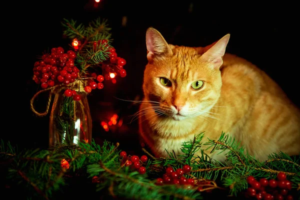 Röd Katt Sitter Mörk Bakgrund Med Ljus — Stockfoto