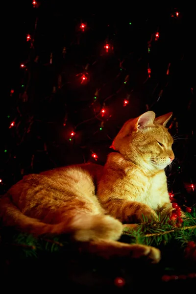 Gato Rojo Sentado Sobre Fondo Oscuro Con Luces — Foto de Stock