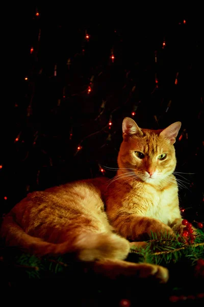 Red Cat Sitting Dark Background Lights — ストック写真