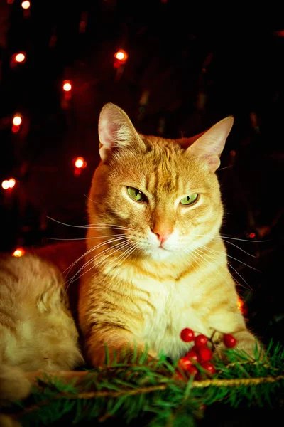 Röd Katt Sitter Mörk Bakgrund Med Ljus — Stockfoto