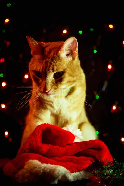 Červená Kočka Santa Claus Klobouk Sedí Tmavém Pozadí Světly — Stock fotografie