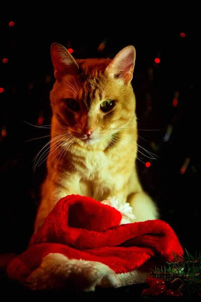 red cat in Santa Claus hat sitting on dark background with lights