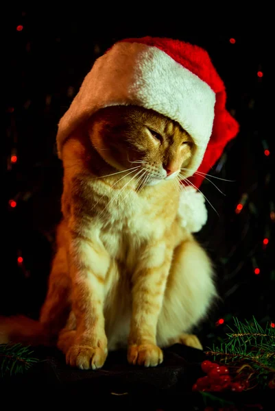 Chat Rouge Dans Chapeau Père Noël Assis Sur Fond Sombre — Photo