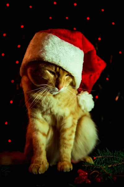 Rode Kat Santa Claus Hoed Zittend Donkere Achtergrond Met Lichten — Stockfoto