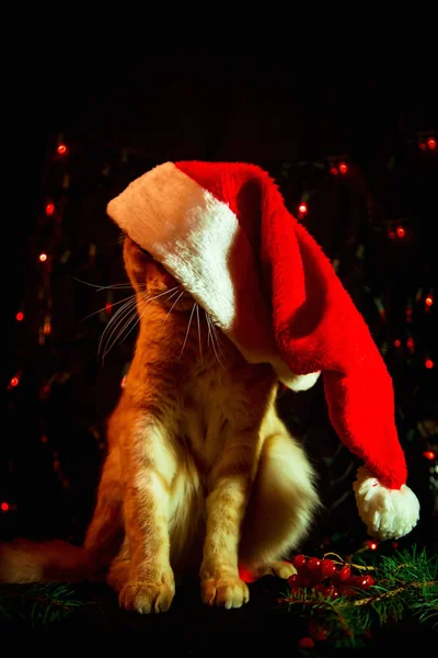 Noel Baba Şapkalı Kırmızı Kedi Karanlık Arka Planda Işıklı Oturuyor — Stok fotoğraf