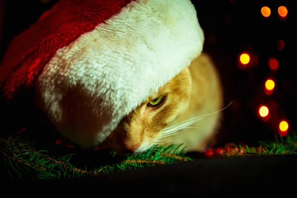 Röd Katt Santa Claus Hatt Sitter Mörk Bakgrund Med Ljus — Stockfoto
