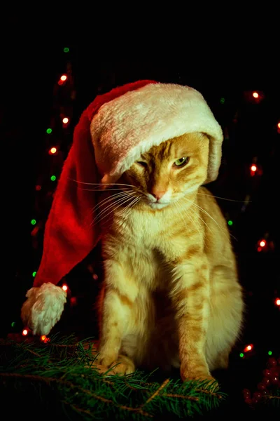 Chat Rouge Dans Chapeau Père Noël Assis Sur Fond Sombre — Photo