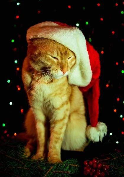 Červená Kočka Santa Claus Klobouk Sedí Tmavém Pozadí Světly — Stock fotografie