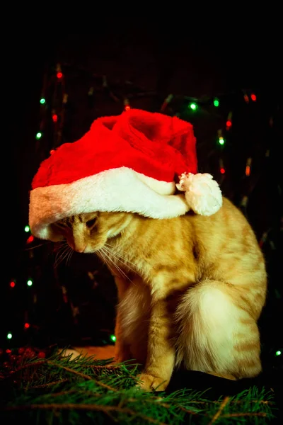 Rode Kat Santa Claus Hoed Zittend Donkere Achtergrond Met Lichten — Stockfoto