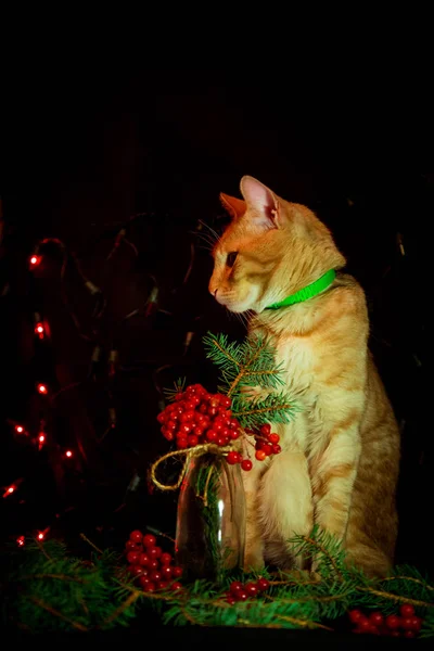 Červená Kočka Santa Claus Klobouk Sedí Tmavém Pozadí Světly — Stock fotografie