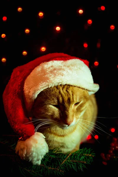 Gato Vermelho Chapéu Papai Noel Sentado Fundo Escuro Com Luzes — Fotografia de Stock