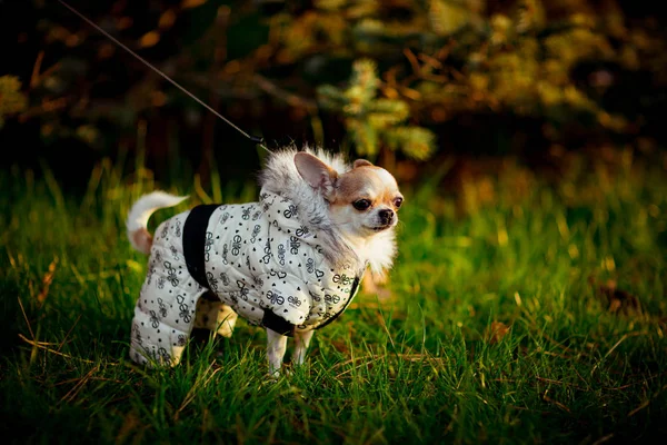 Small Thoroughbred Dog Jacket Hood Walks Green Grass Park — 스톡 사진