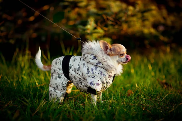 Маленька Чистопороджена Собака Куртці Капюшоном Ходить Зеленій Траві Парку — стокове фото