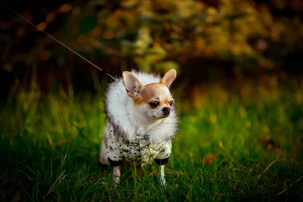 Cagnolino Purosangue Giacca Con Cappuccio Cammina Sull Erba Verde Del — Foto Stock