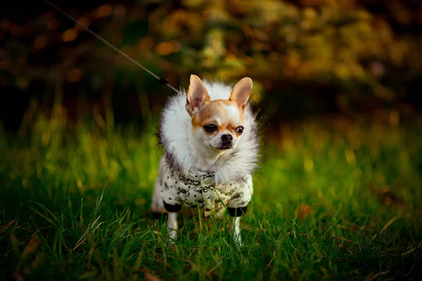 Een Kleine Volbloed Hond Een Jasje Met Capuchon Wandelt Het — Stockfoto