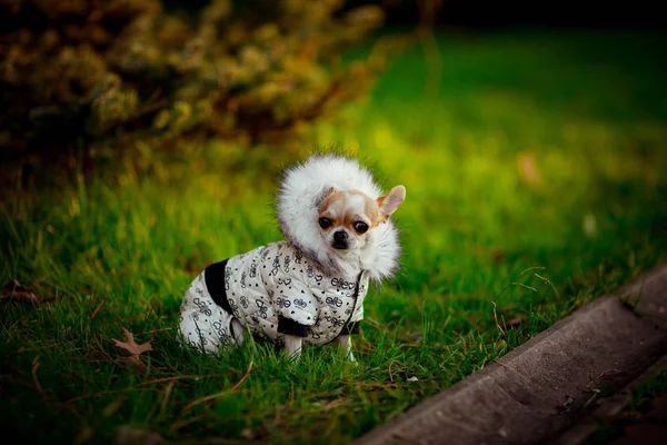 Маленькая Чистокровная Собака Куртке Капюшоном Ходит Зеленой Траве Парке — стоковое фото