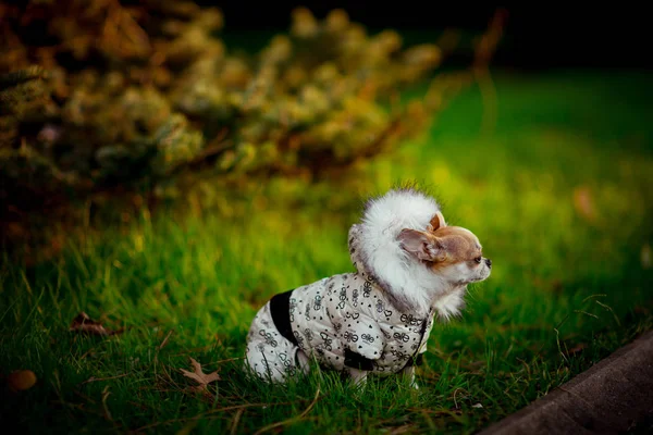 Small Thoroughbred Dog Jacket Hood Walks Green Grass Park — 图库照片