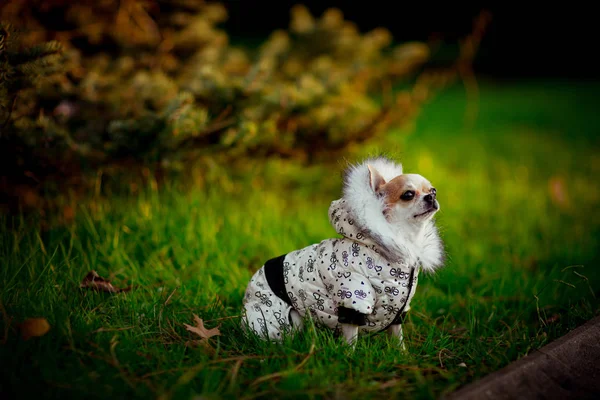 Een Kleine Volbloed Hond Een Jasje Met Capuchon Wandelt Het — Stockfoto