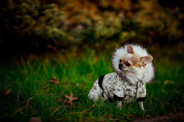 a small thoroughbred dog,in a jacket with a hood, walks on the green grass in the Park