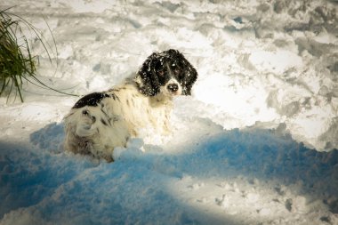 Köpek, av hayvanı, sokakta oyun, kışın beyaz kar.