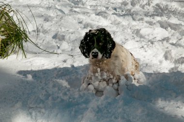 Köpek, av hayvanı, sokakta oyun, kışın beyaz kar.