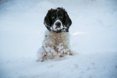 Köpek, av hayvanı, sokakta oyun, kışın beyaz kar.