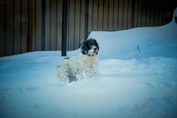 Pies Rasa Myśliwska Zabawa Ulicy Biały Śnieg Zimą — Zdjęcie stockowe