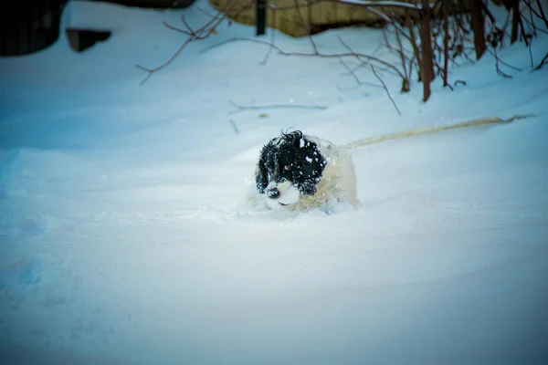 狩猟種 通りで遊んで冬の白い雪 — ストック写真