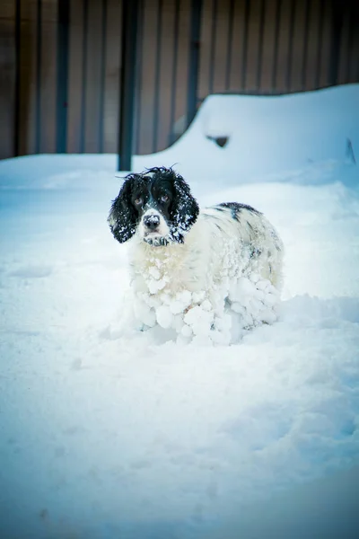 Perro Raza Caza Jugando Calle Nieve Blanca Invierno —  Fotos de Stock