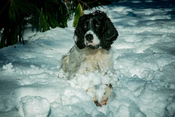 dog ,hunting breed ,playing in the street,the white snow in the winter