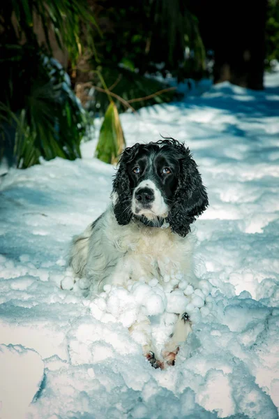 dog ,hunting breed ,playing in the street,the white snow in the winter