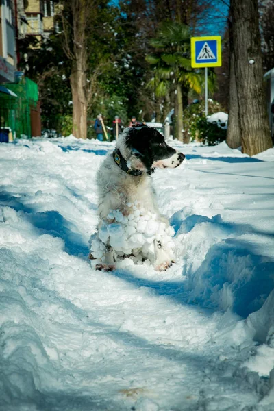 Hund Jakt Ras Leka Gatan Den Vita Snön Vintern — Stockfoto