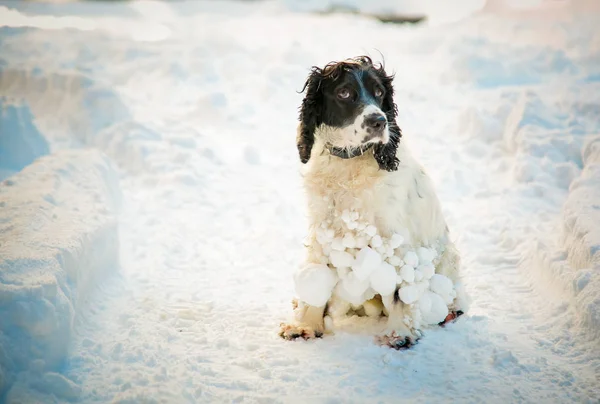 Hund Jagdhund Spielen Auf Der Straße Der Weiße Schnee Winter — Stockfoto