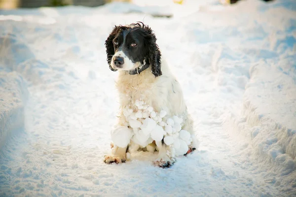 Pes Lovecké Plemeno Hraní Ulici Bílý Sníh Zimě — Stock fotografie