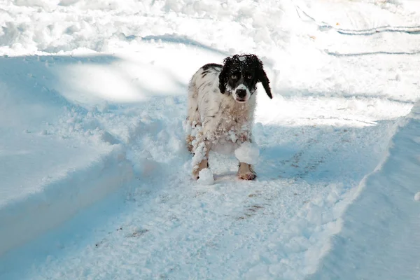 狩猟種 通りで遊んで冬の白い雪 — ストック写真